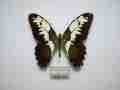 Papilio demodocus (abberation) Internet Image property of respective owner, non-commercial use only
